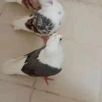 کبوتردوکتی|پرنده|پرند, فاز ۶|دیوار