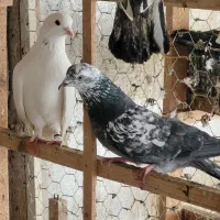 فروش کبوتر های پروازی ، تزئینی