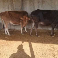 گاو|حیوانات مزرعه|هشتگرد, تهران دشت|دیوار