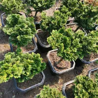 گل و گیاه کاج مینیاتوری نانای پیوندی