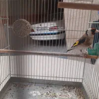 سهره نر|پرنده|تهران, مشیریه|دیوار