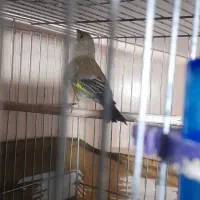 سهره دورگ|پرنده|پاکدشت, شهرک امام رضا|دیوار