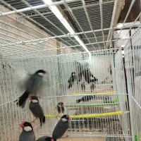فنچ نرگسی(مصری) تعداد|پرنده|شیراز, قصرالدشت|دیوار