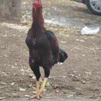 جوجه لاری سه ماهه و نیمه|حیوانات مزرعه|بروجرد, |دیوار