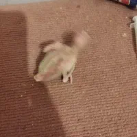 جوجه عروس هلندی سرلاکی|پرنده|گلمکان, |دیوار