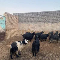 بز فروشی