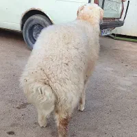 1عدد بره نر عراقی درجه یک شرط صحیح وسالم