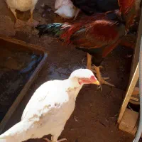 اردک اسراییلی|حیوانات مزرعه|تربت جام, جامرود|دیوار