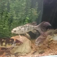 فروش ماهی کوی ۲۸ سانتیمتر