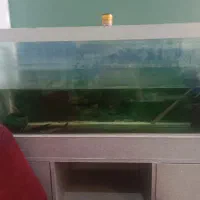 آکواریوم با ماهی معاوضه فقط با پرنده ومرغ یا فروش