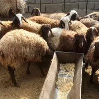 حیوانات|حیوانات مزرعه|فردوسیه, |دیوار