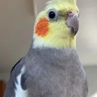 یک جفت عروس سرحال  با قفس