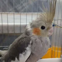 عروس هلندی سرحال و باهوش