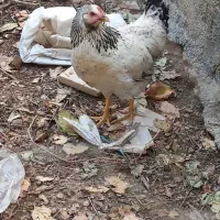 مرغ رسمی تخم گذار