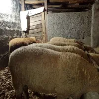 فروش گوسفند