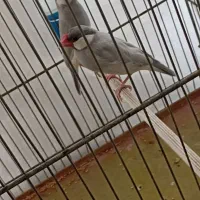 پرنده نرگسی سیلور