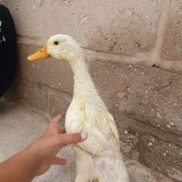 اردک مهلی بزرگ ۳ دونه