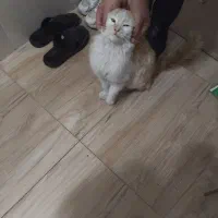 واگذاری گربه|گربه|میاندوآب, |دیوار