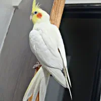 عروس هلندی نر فوری