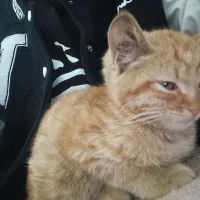 واگذاری بچه گربه دوماهه|گربه|تبریز, |دیوار