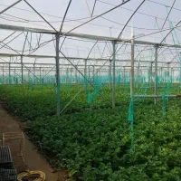 گلخانه-باغ-ویلا