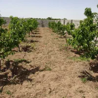 باغ ویلا تبریز شبستر|فروش خانه و ویلا|شبستر, |دیوار