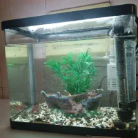 آکواریوم|ماهی|رباطکریم, الارد|دیوار