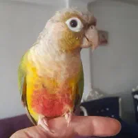 طوطی گرینچیک سخنگو