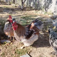 مرغ و خروس نژاد دار و زینتی|حیوانات مزرعه|مشهد, امیریه|دیوار