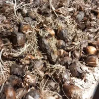 پیاز گل نرگس شیراز پُر پَر (پیاله ای)