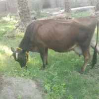 گاو