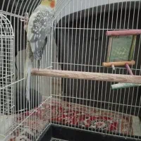 عروس هلندی|پرنده|اردکان, |دیوار