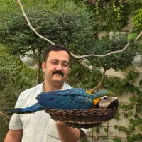 جوجه ارا کاسکو کاکادو ماکائو سرلاکی نقد و اقساط|پرنده|مشهد, فلسطین|دیوار