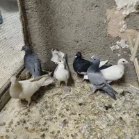 کبوتر گرفتنی|پرنده|سبزوار, توحیدشهر|دیوار