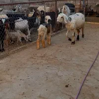 میش و بره