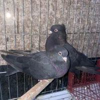 کبوتر ابادانی|پرنده|آبیک, |دیوار