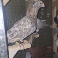 سرور شکلاتی و گلی سیاه نر