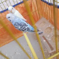 مرغ عشق مولد جفت