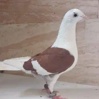 ۴جفت کفتر پشت  کویتی پشت گراف