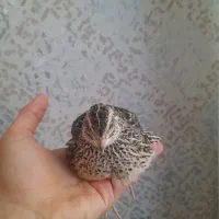 بلدرچین|حیوانات مزرعه|رشت, حمیدیان|دیوار