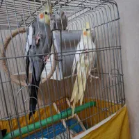 عروس هلندی مولد سخنگو|پرنده|تهران, مسعودیه|دیوار