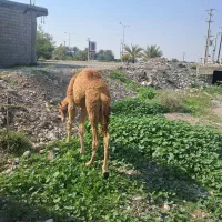 کوات نر|حیوانات مزرعه|تخت, |دیوار