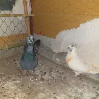 سه عدد کبوتر|پرنده|آبدانان, |دیوار