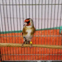 سهره نر قواره دار|پرنده|تهران, مسعودیه|دیوار