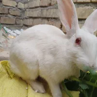 خرگوش چشم شرابی|موش و خرگوش|شیراز, ریاستی|دیوار