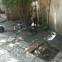 ۱۱۱۱