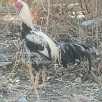 خروس‌لاری