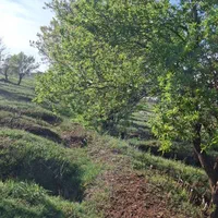 باغ انگور و بادام با ۳ ساعت اب از موتور