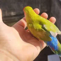 طوطی برزیلی رام رام نر مست|پرنده|رضوانشهر, |دیوار