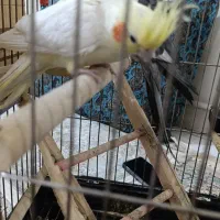 دوعدد عروس هلندی|پرنده|فردیس, شهرک ۱۱۰|دیوار